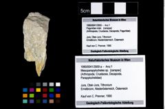 Foto (Objekt + Etikett) von Mesoparapylocheles sp.  (NHMW-GEO-1990-0041-3959a)